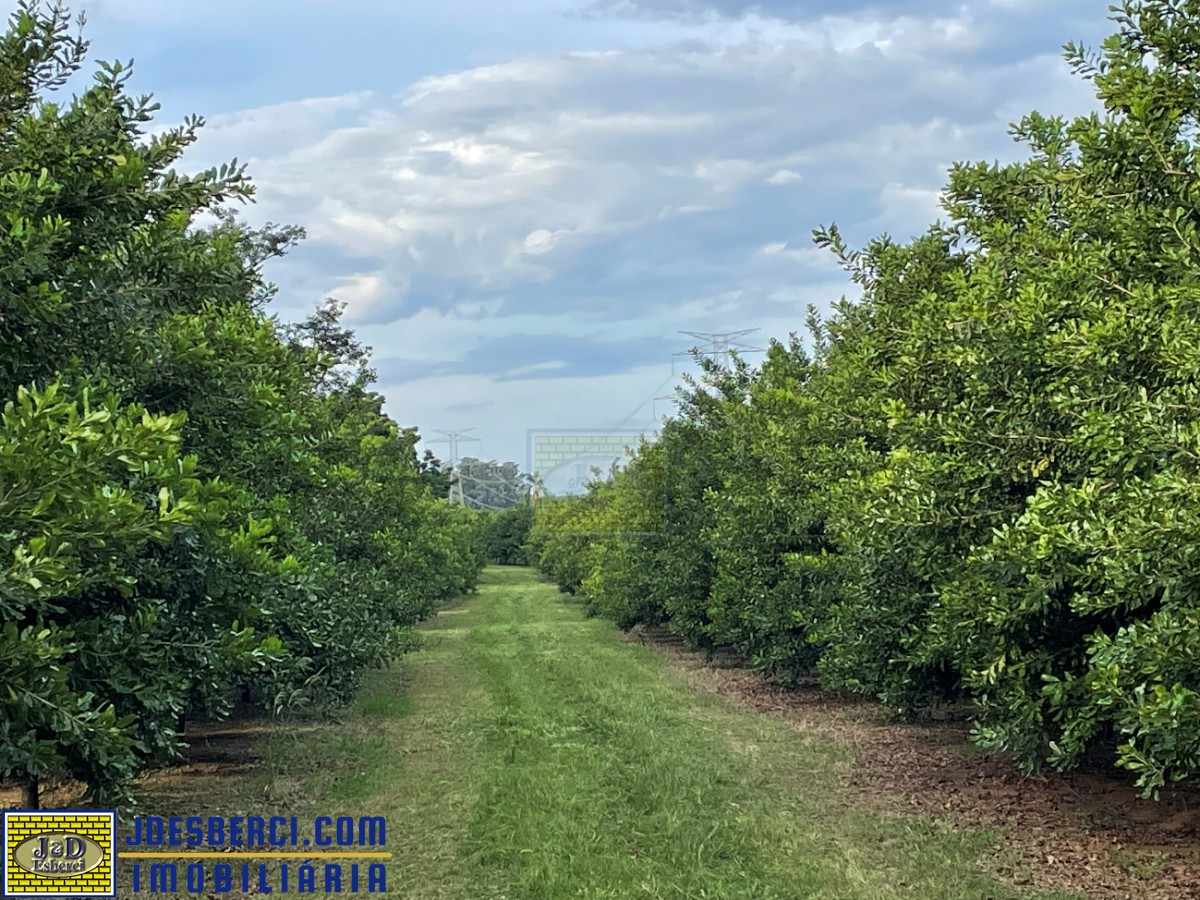 Fazenda à venda, 1500m² - Foto 6